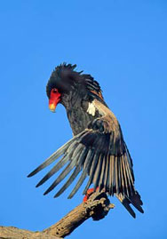 Bateleur