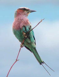 Lilacbreasted roller