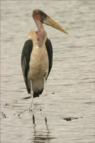 Marabou Stork 