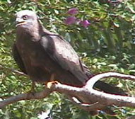 Yellowbilled kite 