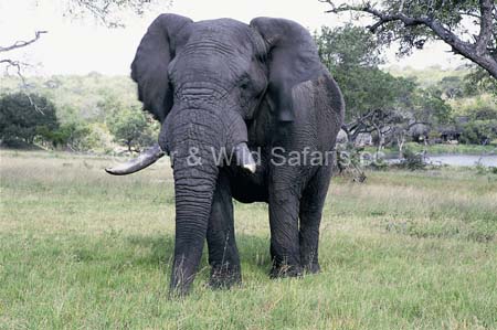 Elephant - Far and Wild Safaris