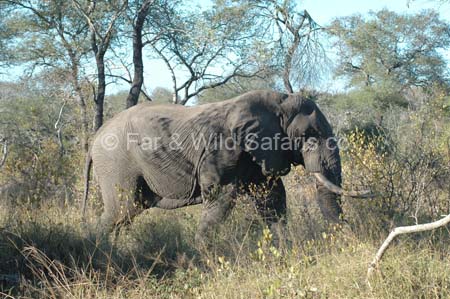 Elephant - Far and Wild Safaris