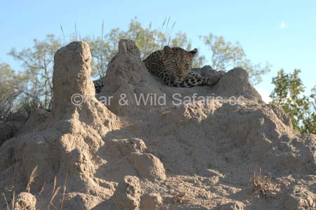 Leopard - Far and Wild Safaris