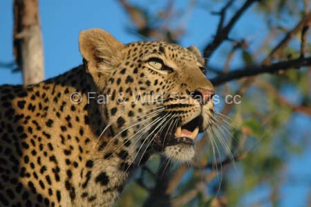 Leopard - Far and Wild Safaris