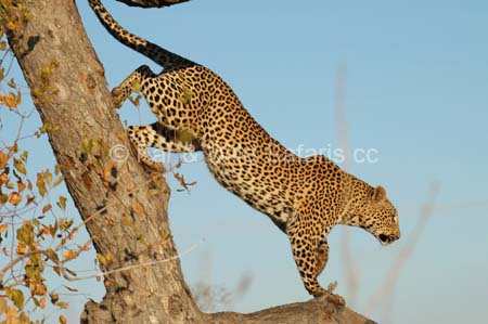 Leopard - Far and Wild Safaris