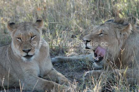 Lion - Far and Wild Safaris