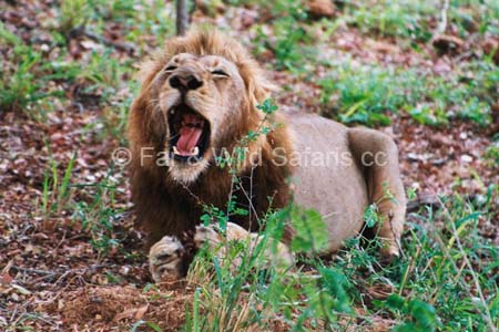 Lion - Far and Wild Safaris