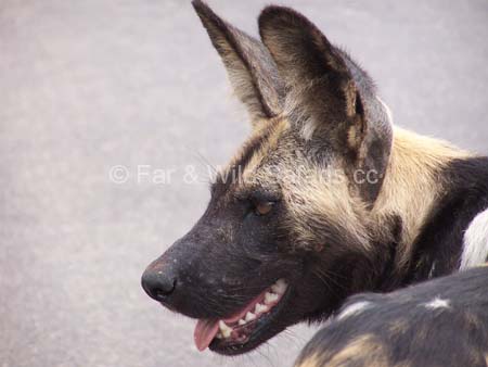 Wild Dog - Far and Wild Safaris