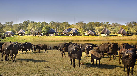 Arathusa Safari Lodge buffalo herd Big 5 Sabi Sands Game Reserve Accommodation booking