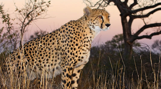 Cheetah Sightings on Game Drives at Arathusa Safari Lodge located in the Big Five Sabi Sand Game Reserve in South Africa