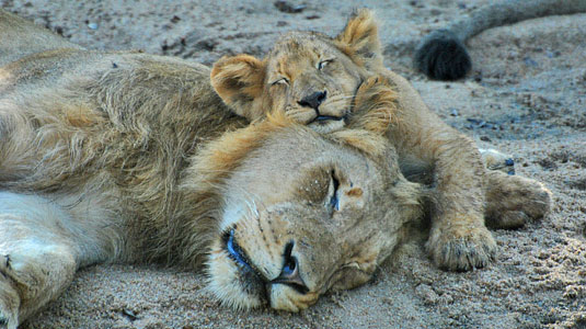 Male Lion seen sleeping with his Cub at Arathusa Safari Lodge located in the Big Five Sabi Sand Game Reserve in South Africa