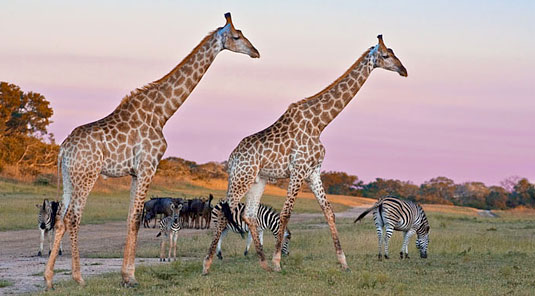 Giraffe and Zebra Wildlife Sightings on Game Drives at Arathusa Safari Lodge located in the Big Five Sabi Sand Game Reserve in South Africa