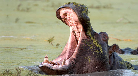 Hippos Sighting Arathusa Safari Lodge Sabi Sands Game Reserve Safari Lodge Accommodation booking