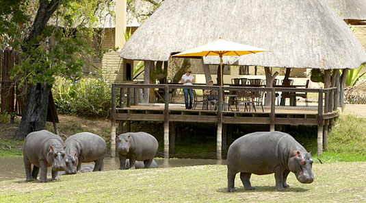 Hippos Arathusa Luxury Lodge Accommodation Arathusa Safari Lodge Sabi Sands Game Reserve Accommodation Booking