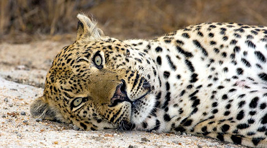 Leopard Sighting Arathusa Safari Lodge Sabi Sands Game Reserve Accommodation booking