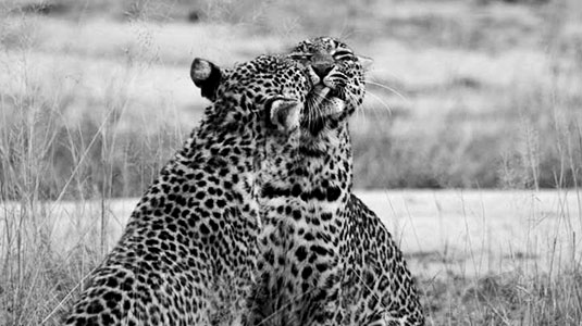 Leopard spotted on Game Drives at Arathusa Safari Lodge located in the Big Five Sabi Sand Game Reserve in South Africa