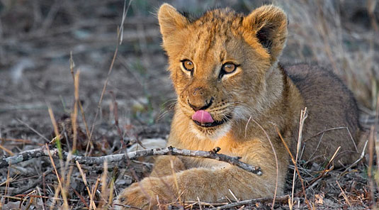 Lion Cub Arathusa Safari Lodge Sabi Sands Game Reserve Safari Lodge Accommodation booking
