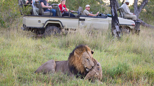 Lion Sighting on Daily Game Drives at Arathusa Safari Lodge, Sabi Sand Game Reserve