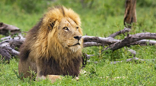 Male Lion Sighting at Arathusa Safari Lodge, Sabi Sand Game Reserve