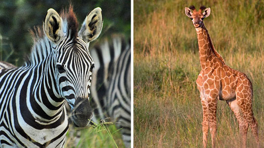 Baby Zebra and Giraffe Sightings at Arathusa Safari Lodge located in the Big Five Sabi Sand Game Reserve in South Africa