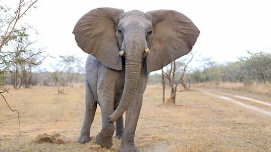 Elephant Sightings on Game Drives at Arathusa Safari Lodge located in the Big Five Sabi Sand Game Reserve in South Africa