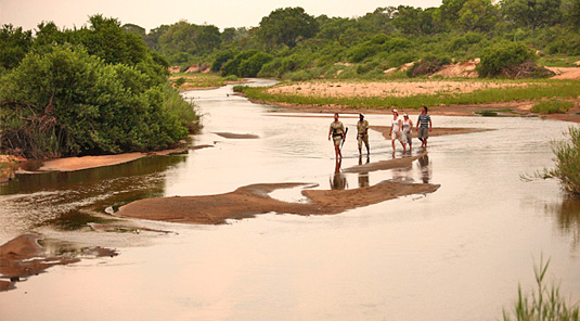 Game walks at Leadwood Lodge in the Sabi Sand Private Game Reserve located in South Africa