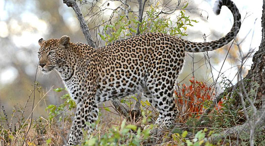 Leopard daily game drives Sabi Sand Luxury African Safari Game Lodge Dulini River Lodge Dulini Private Game Reserve South Africa