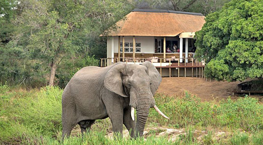 View of Dulini River Lodge with Elephant Bull located in the Big 5 Sabi Sand Private Game Reserve, South Africa