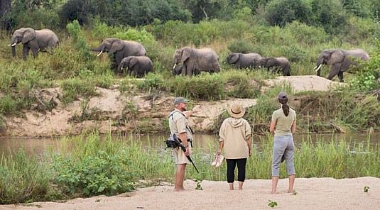 Safari Game walks in the Big 5 Sabi Sand Private Game Reserve located in South Africa