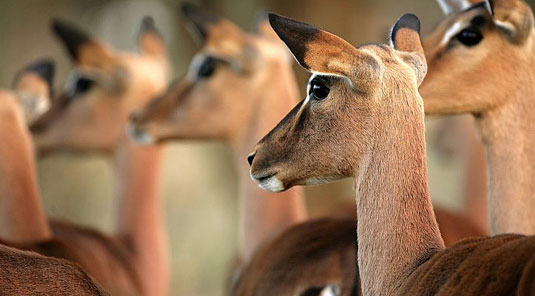 Impala Sabi Sand Luxury African Safari Game Lodge Dulini River Lodge Dulini Private Game Reserve South Africa