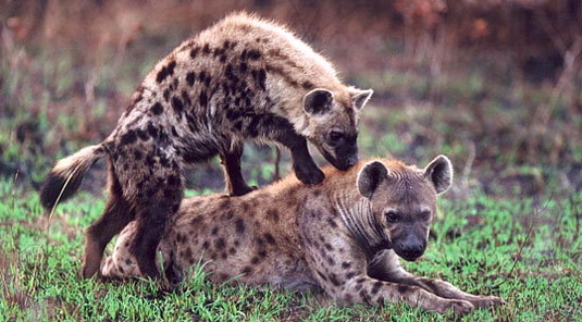 Spotted Hyena Sabi Sand Luxury African Safari Game Lodge Dulini River Lodge Dulini Private Game Reserve South Africa