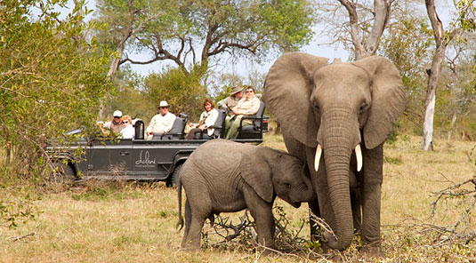 Enjoy daily big 5 Game Drive at Dulini Safari Lodge located in the Big 5 Sabi Sand Game Reserve in South Africa