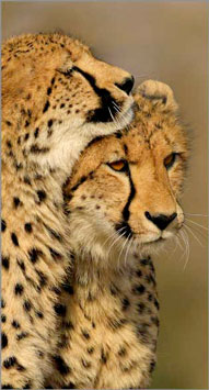 Cheetah Cubs,Elephant Plains Game Lodge,Sabi Sand Game Reserve,Accommodation Booking