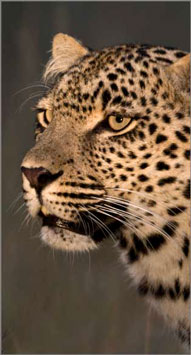 Leopard Sighting,Elephant Plains Game Lodge,Sabi Sand Game Reserve,Accommodation Booking