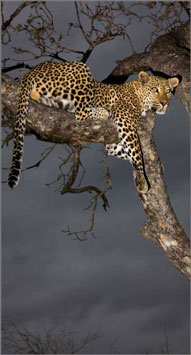 Leopard,tree,Elephant Plains Game Lodge,Sabi Sand Game Reserve,Accommodation Booking