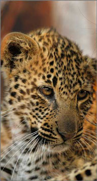 Leopard Cub,Elephant Plains Game Lodge,Sabi Sand Game Reserve,Accommodation Booking