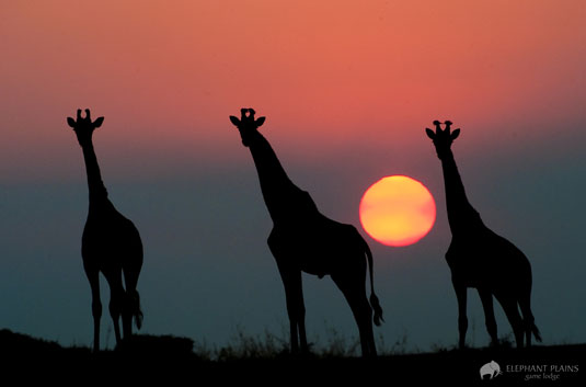 Giraffe Sighting Sunset Elephant Plains Game Lodge Sabi Sand Game Reserve Accommodation Booking