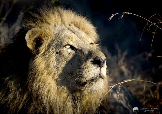 Lion Sighting Game Drives Elephant Plains Game Lodge Sabi Sand Game Reserve Accommodation Booking