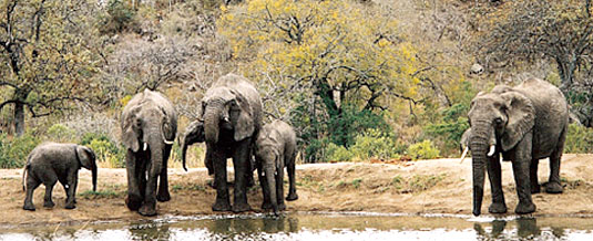 Elephant Herd South African Safari Leopard Hills Private Game Reserve Sabi Sand Game Reserve Accommodation Booking