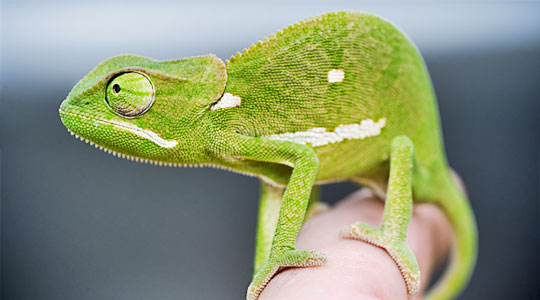 Cameleon Sighting, Lion Sand Ivory Lodge offers daily game drives in the Sabi Sand Private Game Reserve located in South Africa