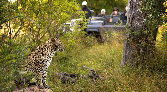 Rates Game Drives Leopard Luxury South African Safari Lion Sands Private Game Reserve Sabi Sand Game Reserve South Africa