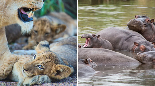 Lion Pride and Hippos sighting while on game drives at Lion Sand Ivory Lodge in the big five Sabi Sand Private Game Reserve located in South Africa