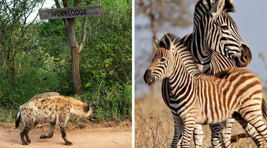 Hyena and Zebra Sighting near Lion Sand Ivory Lodge,  daily game drives in the big five Sabi Sand Private Game Reserve located in South Africa