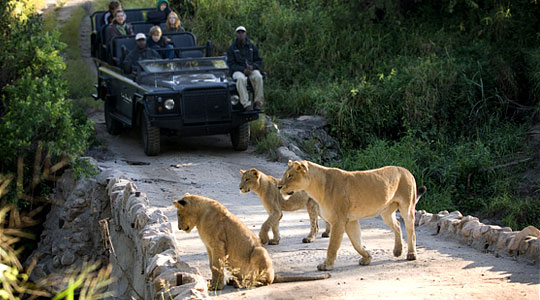 Game Drives Pride Lions Luxury South African Safari Lion Sands Private Game Reserve Sabi Sand Game Reserve South Africa