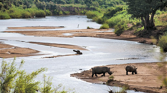 Rhino sighting, Lion Sands Narina Lodge offers daily Big 5 Game Drives in the Sabi Sand Private Game Reserve, South Africa