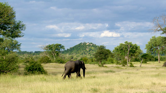 Elephant Sighting Londolozi Game Reserve Luxury South African Safari Sabi Sand Private Game Reserve Accommodation Booking