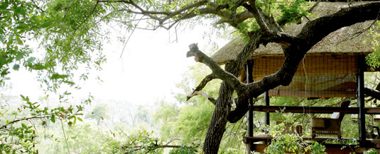 Wooden Deck Tree Camp Londolozi Private Game Reserve Sabi Sand Private Game Reserve Accommodation Booking