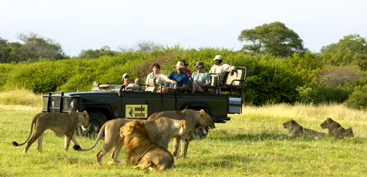Lion Sighting Game Drives Mala Mala Lodges Mala Mala Private Game Reserve Sabi Sand Private Game Reserve Accommodation Booking