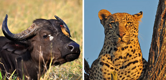 Buffalo Leopard Sighting Mala Mala Lodges Mala Mala Private Game Reserve Sabi Sand Private Game Reserve Accommodation Booking