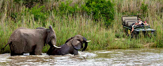 Game Drive Sighting, Elephants Playing in the River at Mala Mala Sable Camp, Sabi Sand Private Game Reserve Elephants sighting River Game Drive Mala Mala Sable Camp Mala Mala Private Game Reserve Sabi Sand Accommodation Booking